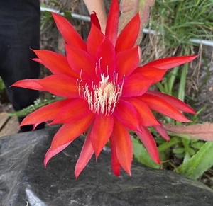Epiphyllum, Orchid Cactus Seeds! 40x Seeds - Picture 1 of 3