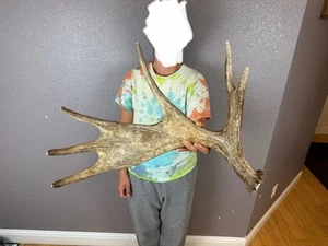 SHIRAS Moose Shed Antler HORNS Taxidermy Skull Mount Carving Wild IDAHO - Picture 1 of 3