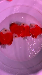 X4 Red Melon Discus 3.5 to 3.75 ” Fish Aquarium Overnight Shipping - Picture 1 of 8