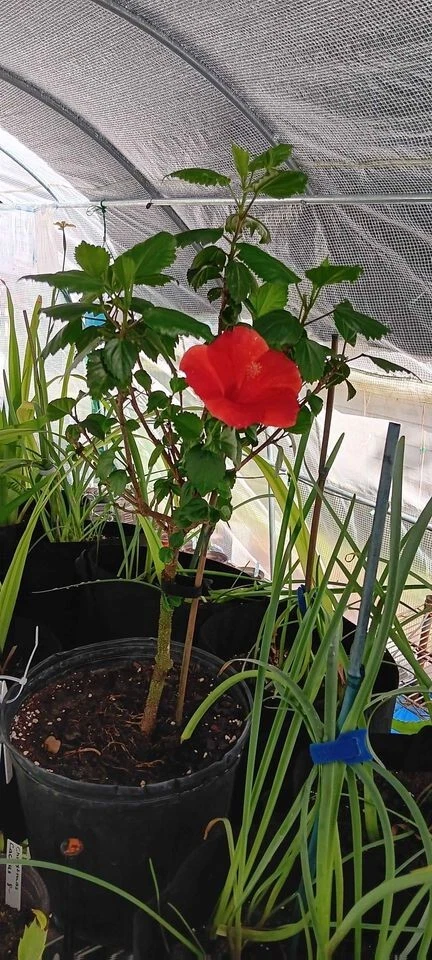 President Hibiscus Shrub Local Pickup - Image 1 of 1