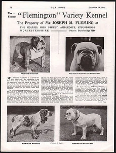 BULLDOG OLD VINTAGE 1940'S FLEMINGTON KENNEL DOG BREED ADVERT PRINT PAGE - Picture 1 of 1