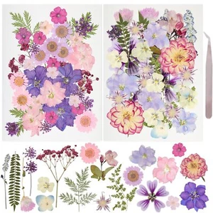 50Pcs Dried Pressed Flowers Resin Mould Real Pressed Flowers Natural Dry Leaves - Picture 1 of 6