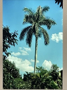 Scivolo 35 mm vintage 1976 cipresso giardini Florida - Foto 1 di 3