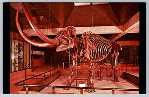 Ohio Historical Center Columbus Conway Mastodon Postcard - Picture 1 of 2