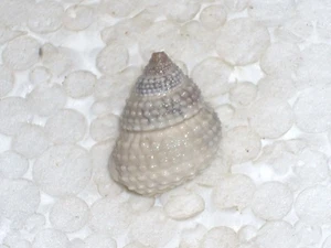 CENCHRITIS MURICATUS WONDERFUL - Picture 1 of 2