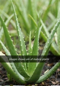 Aloe varieties. Aloe Ciliaris: The Climbing Jade Aloe. 2 whole plants - Picture 1 of 3