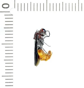 Hymenoptera, Mutillidae sp., macho, Arabia Saudita - Imagen 1 de 1