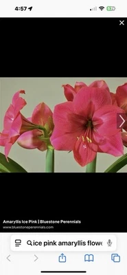 Ice Pink Amaryllis Bulb 10.5 Inch around Free Shipping USA Only - Image 1 of 4