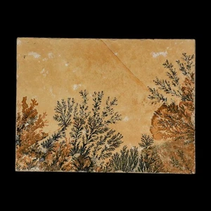 3.1" Pyrolusite Dendritic Limestone Solnhofen Upper Jurassic Age West Germany - Picture 1 of 5