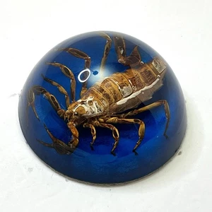 Pisapapeles Scorpion Maack Taxidermia De Colección Fondo Terciopelo Lucite Burbuja Azul 3.75" - Imagen 1 de 6
