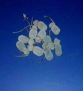 10 ANTIQUE EGYPIAN HAND BLOWN Chandelier Prisms White PEAR/GRAPES 7/8"-1" L #52 - Picture 1 of 3