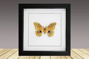 Antheraea polyphemus, polilla enmarcada, mariposa enmarcada, insecto famoso, insecto real - Imagen 1 de 1
