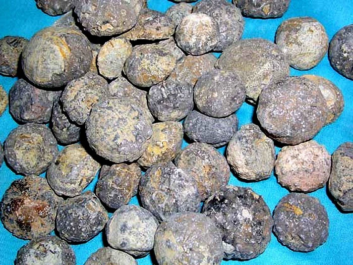Lote de 15 fósiles de erizo de mar 165 millones de años 1/2 a 1,5 pulgadas N.Africa Foto 1 de 1