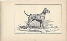 1900 Uk Original Dog Art Pen Ink Print Rh Moore Ch Clyde Boy Bedlington Terrier