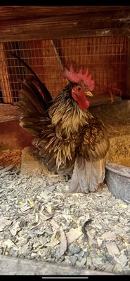 10+ Fertile Show Quality Malaysian Serama Chicken Hatching Eggs