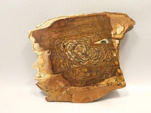 Deschutes Jasper Stone Slab Unpolished Rough Rock Oregon #O2 - Picture 1 of 6