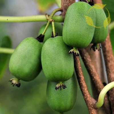 HARDY KIWI Actinidia Arguta - 15+ SEEDS - Image 1 of 4