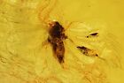 Whitefly Aleyrodidae. Fossil Insect In Baltic Amber #11369