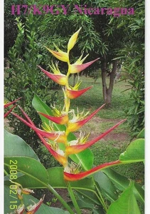 Scheda radio QSL 2008 Nicaragua - Foto 1 di 1