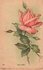 Pink Jack Rose Postcard Posted 1909