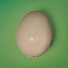 Hollowed Ostrich Egg Ready To Be Decorated