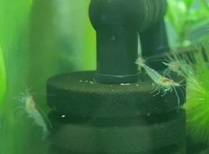 Neocaridina red cherry (DESCARTES DE COLOR) - Lote de 20 gambas - Imagen 1 de 10