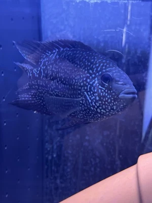 Super Red Texas Cichlid - Image 1 of 3