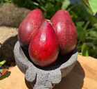 5+ Dwarf Red Avocado Seeds (Persea americana)