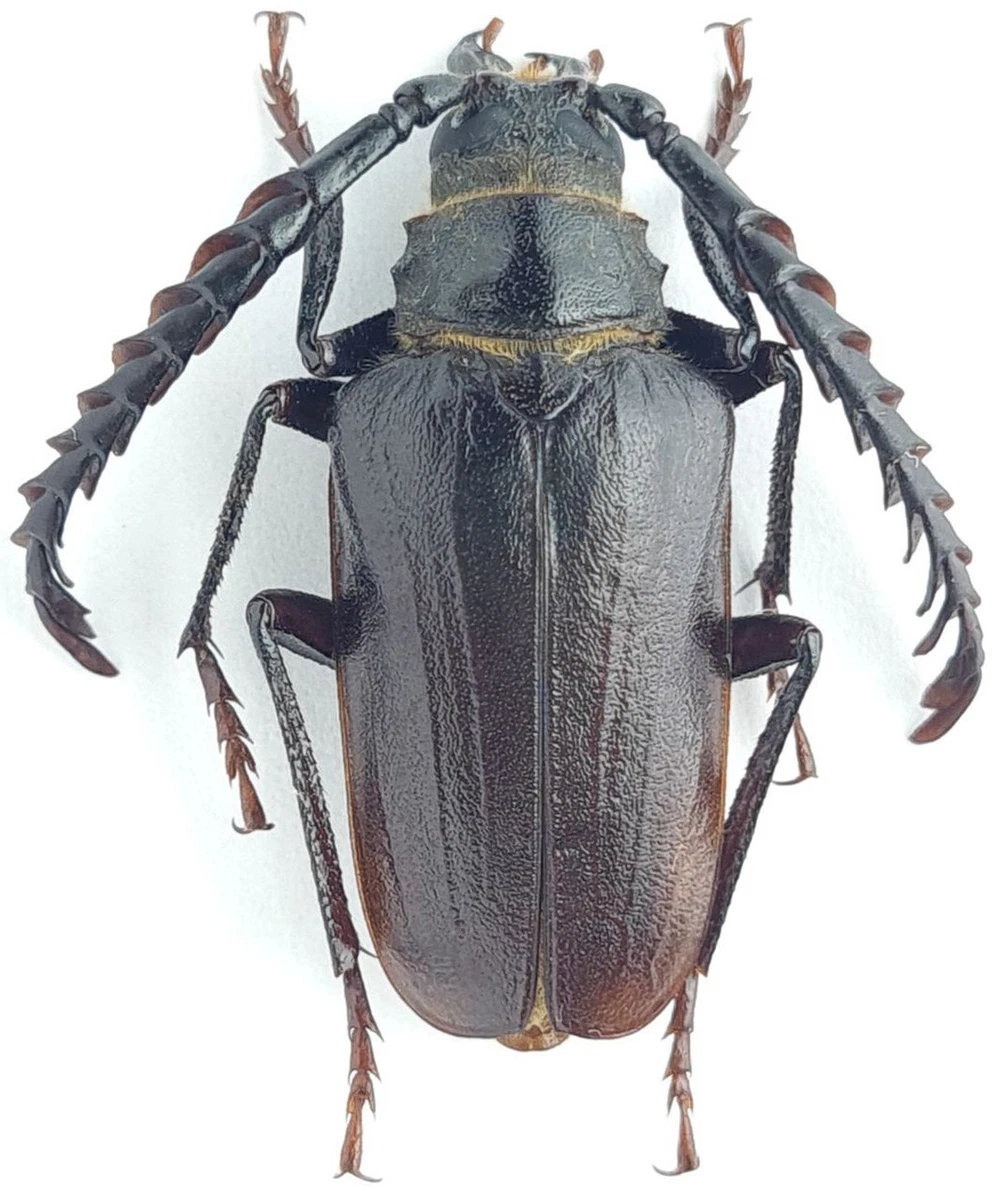 Cerambycidae Beetle for sale | eBay