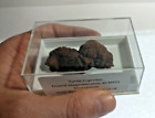 Gute Größe Schildkröte Coprolites, verpackt und etikettiert in 8 cm x 4 cm Boxen MO1