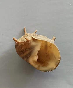 seashell Clithon corona BIG 13mm F+++ - Picture 1 of 4