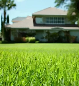 🇺🇸 Premium Hollywood Bermuda (hulled) Grass Seed Drought tolerant - Picture 1 of 5