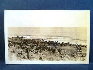Cartolina AK veduta di foche di mucca scavate sulla spiaggia RPPC foto reale - Foto 1 di 2