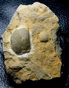 Lima dunkeri - Triassic fossil bivalvia - Picture 1 of 1