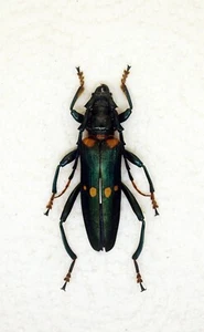 Longhorn Beetle - Cerambycidae - Huedepohliana menzeli (m) 56mm - V. Rare (HM56) - Picture 1 of 4