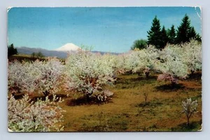 Postal de árboles frutales en flor del estado de Washington Oreg. Publicado a Minn. 1957 - Imagen 1 de 2