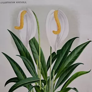 1886 Anthurium, giglio fenicottero. Stampa cromata. J Linden. Orticole L'Illustrazione. - Foto 1 di 6