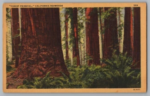 Postal Forest Primeval California Redwoods - Imagen 1 de 2