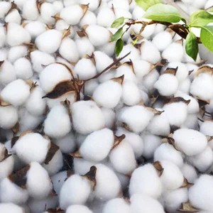 24 Stck. Natürliche Getrocknete Blumen Kapok Kopf Zum Selbermachen Kranz Blumenstrauß Weihnachten Wohndeko - Bild 1 von 10