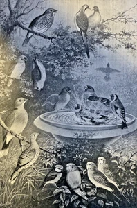 1887 On Keeping Birds by W. T. Greene illustrated - Picture 1 of 6