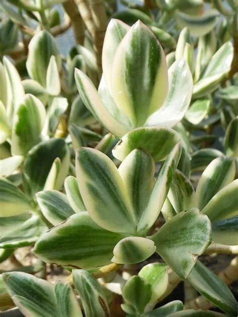 Succulent Crassula Ovata Variegata VARIEGATED Jade 3 Live 4" Unrooted Cuttings - Image 1 of 1