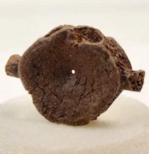 Fish Vertebra Fossil - Amia or Myledaphus - Lance Fm. - Niobrara Co., WY - Picture 1 of 11