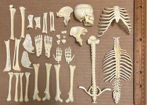 The Visible Man 1959 Renwal Model Kit PLASTIC BONES PARTS PIECES !ONLY! vintage - Picture 1 of 17