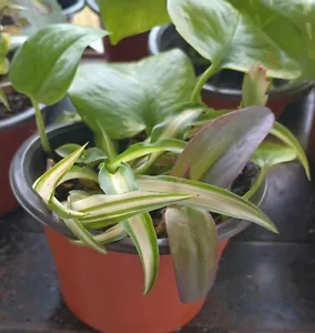 5 Mini Assorted Houseplants, Decorative 4 Inch Pot Of Live Plants - Picture 1 of 2