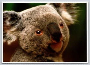 Postcard Koala Bear Headshot San Diego Zoo California Phascolarctos cinereus - Picture 1 of 2