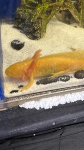 Golden Axolotls, Albino (4-7Inches - Picture 1 of 1
