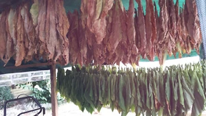 7x1000 7 Sorten Tabaksamen Ganz frische Samen 2024 Tabakpflanzen Tobacco Seeds - Bild 1 von 6