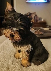 Danbury Mint Li'l Yorkie Pup Dog Sculpture Figurine Brown Tan 9" x 6.5" K - Picture 1 of 7