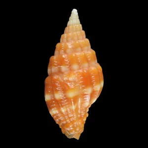 VEXILLUM PALIGERUM (Isla Olango, Filipinas) 8,6 mm #47598 - Imagen 1 de 3