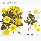 Dried Flower Dry Plants For Diy Candle Epoxy Resin Pendant Necklace Making Craft